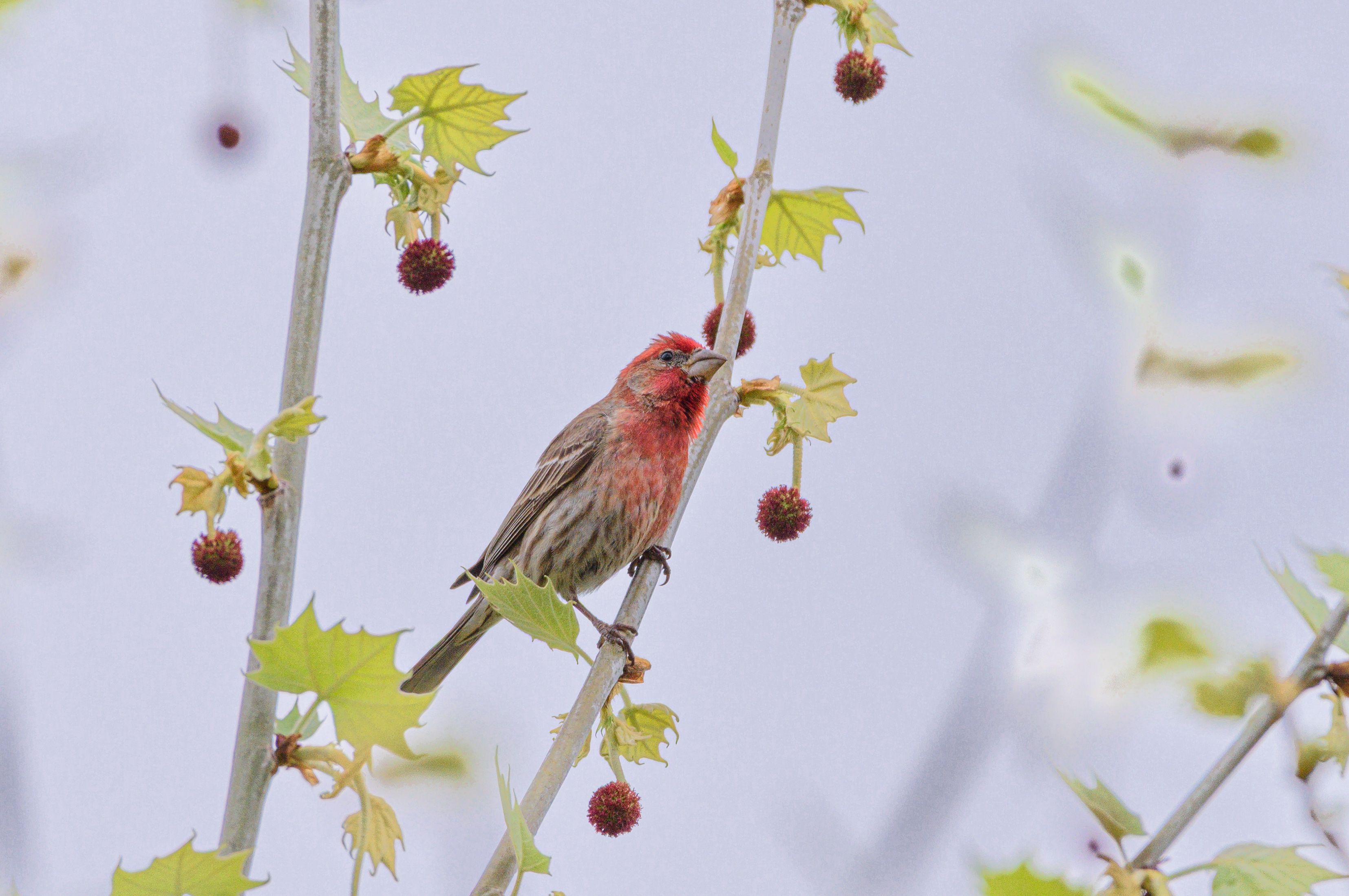 Vibrant House Finch Perched on Spring Branch · Free Stock Photo