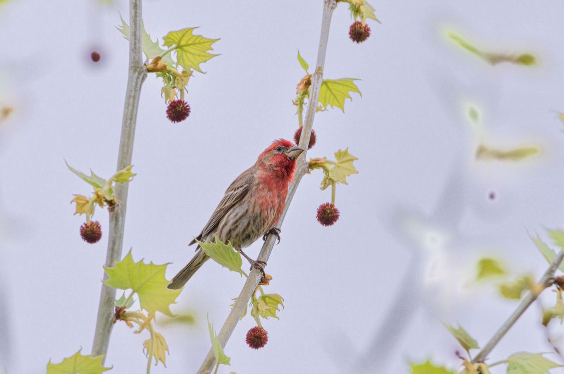 Finch In Spring Vibrant House Finch Perched on Spring Branch · Free Stock Photo