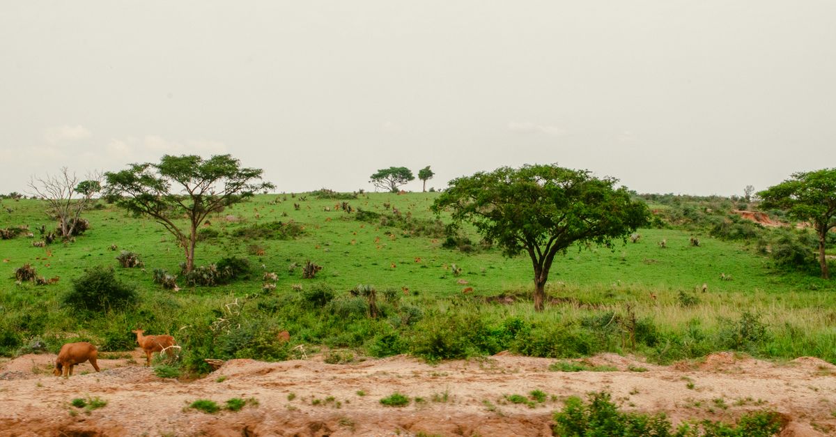 uganda