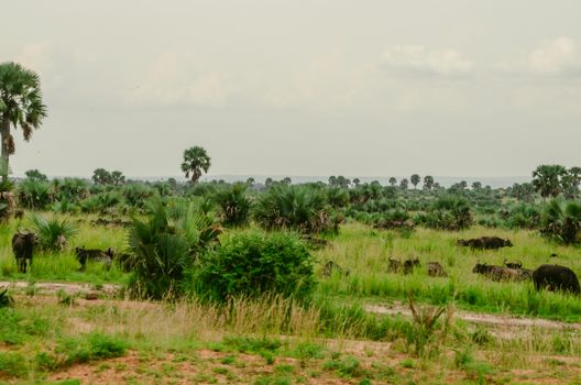 Mole National Park elephants — Ghana