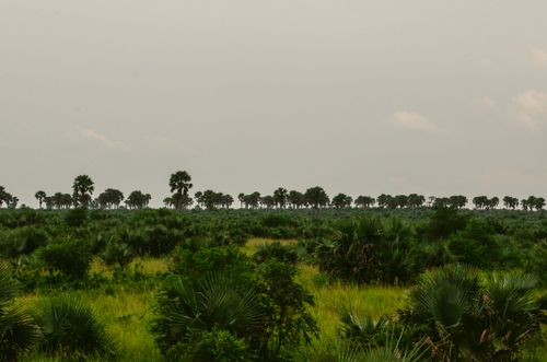 Free Expansive landscape of lush greenery and palm trees under a cloudy sky in Masindi, Uganda. Stock Photo