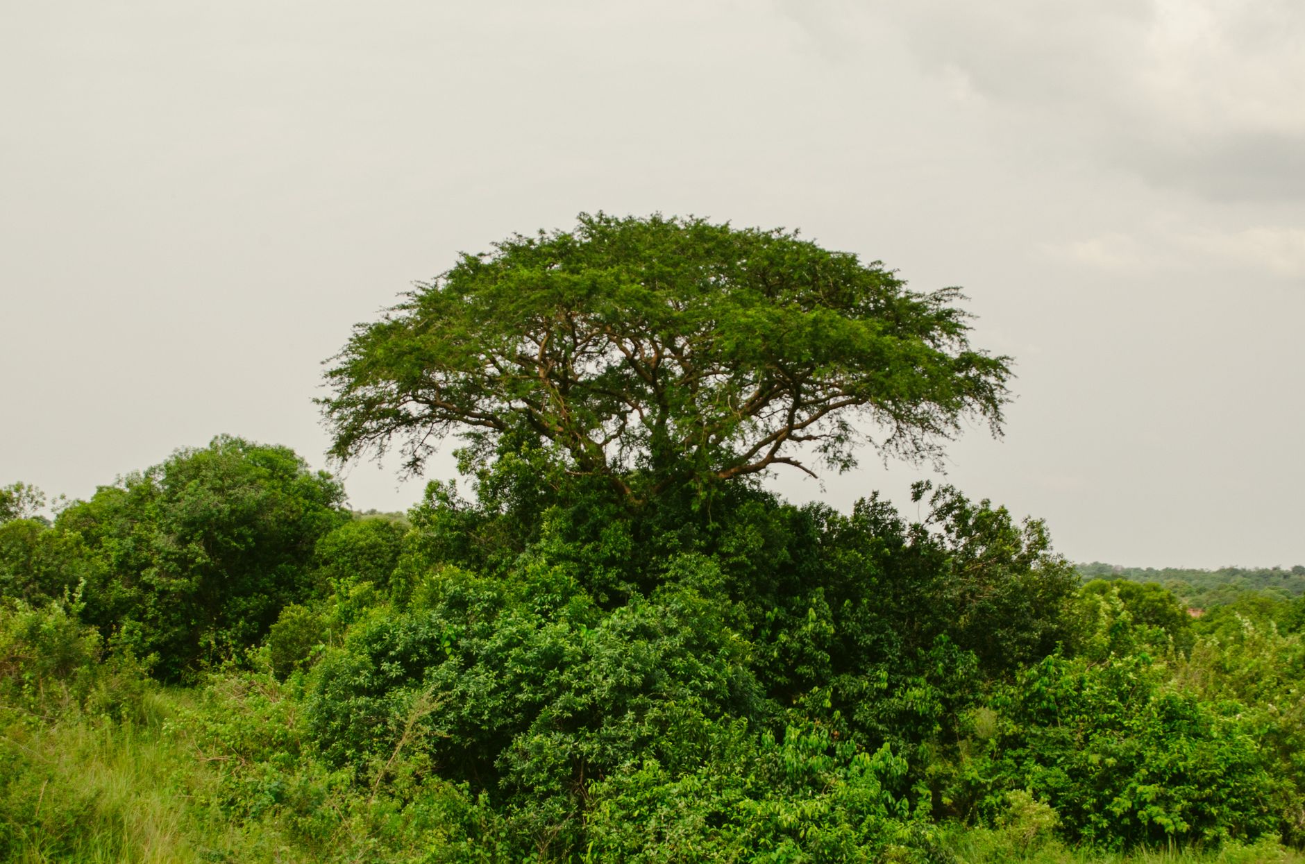 A vibrant view of greenery and trees in Masindi, Western Region, Uganda.