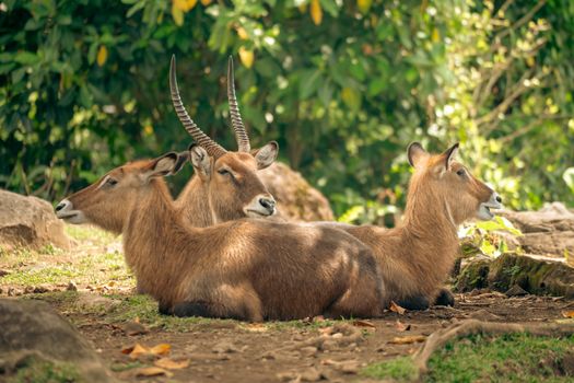 Three antelopes resting peacefully outdoors in their natural habitat, surrounded by lush greenery.
