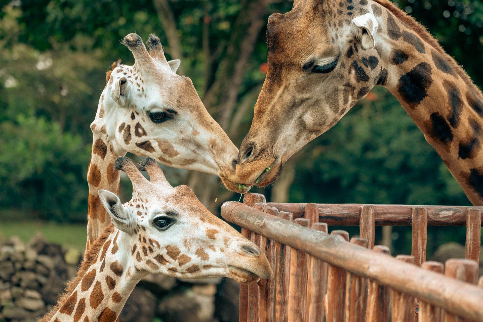 Two adult giraffes with calf interacting at a zoo. A close-up capture emphasizing their natural beau
