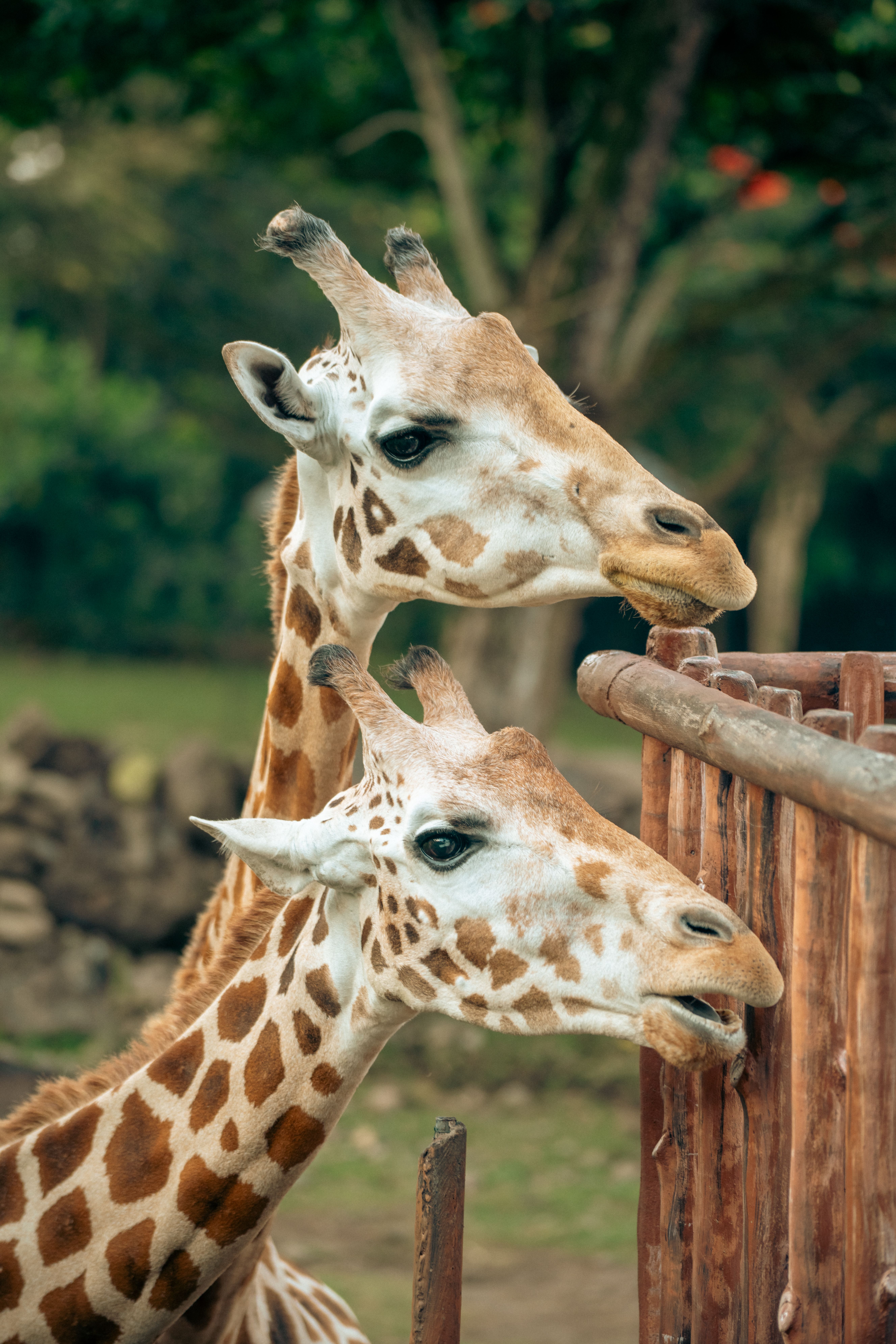 Mammal Feeding Photos, Download The BEST Free Mammal Feeding Stock ... - Best Small Mammal Feeding Guide