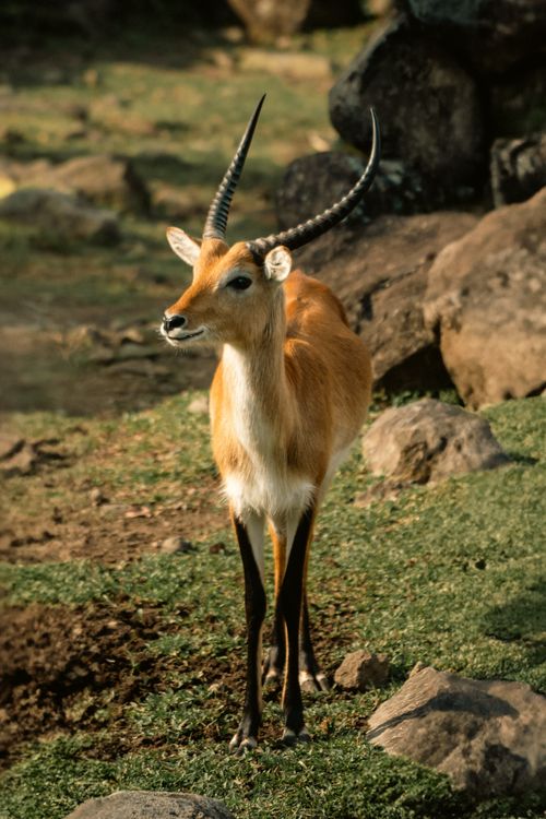 Free A majestic antelope stands gracefully on rocky terrain, surrounded by nature. Stock Photo