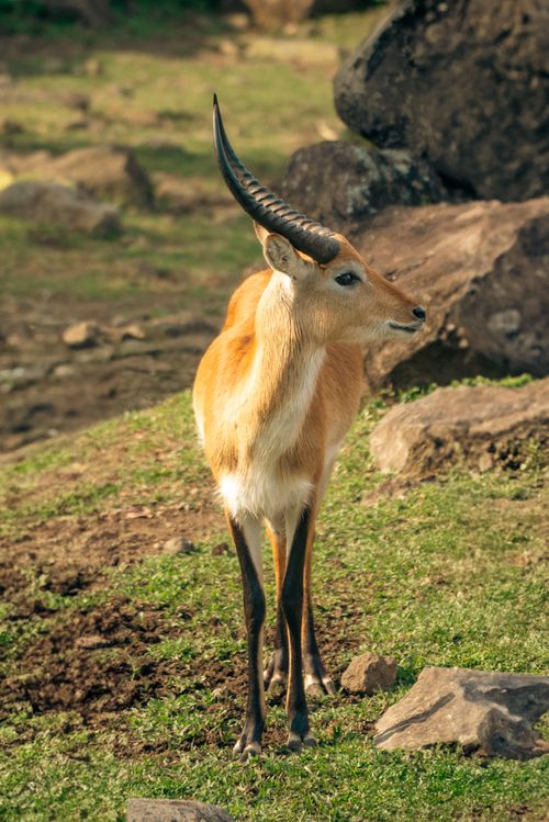 Free Graceful antelope with striking horns standing amidst rocks and grass, embracing nature. Stock Photo