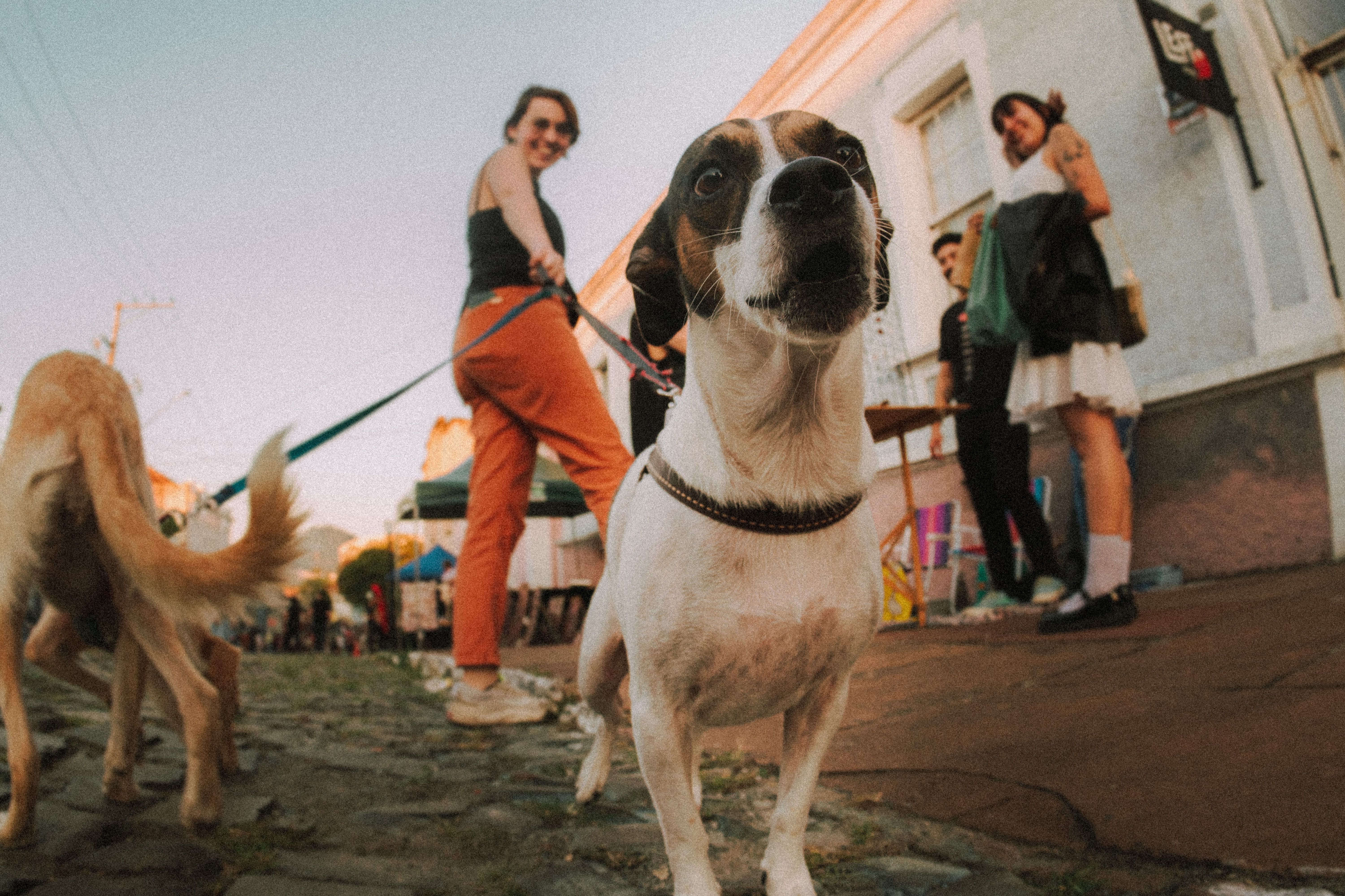 Pet Insurance Market to Accelerate as Veterinary Cost Pressure, — Photo by Rô Acunha on Pexels