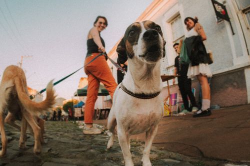 Free Fun fisheye view of dogs on leashes at an outdoor market, capturing a lively and vintage atmosphere. Stock Photo