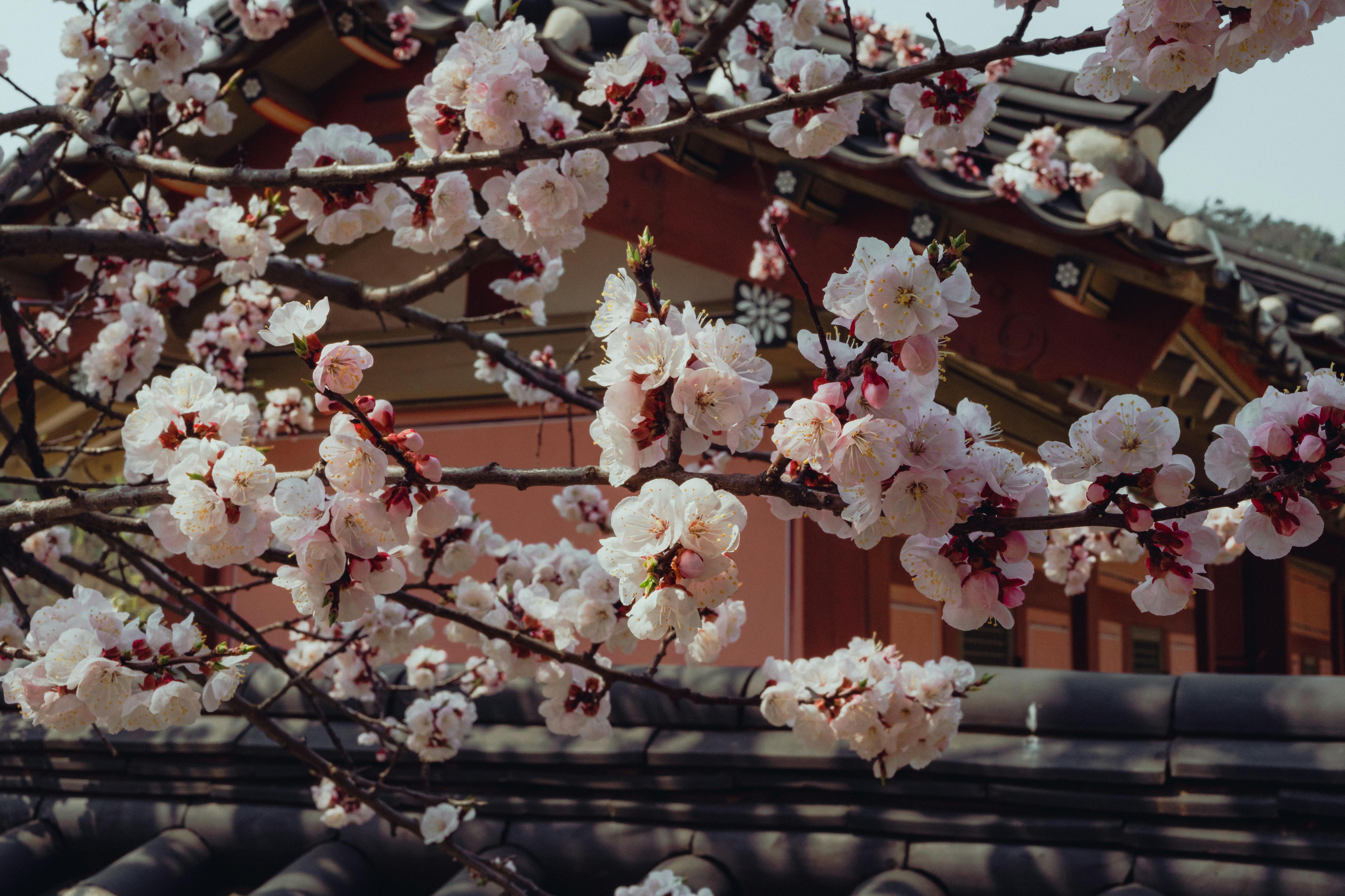 Beautiful cherry blossoms in bloom against traditional Korean architecture in Suwon, South Korea.