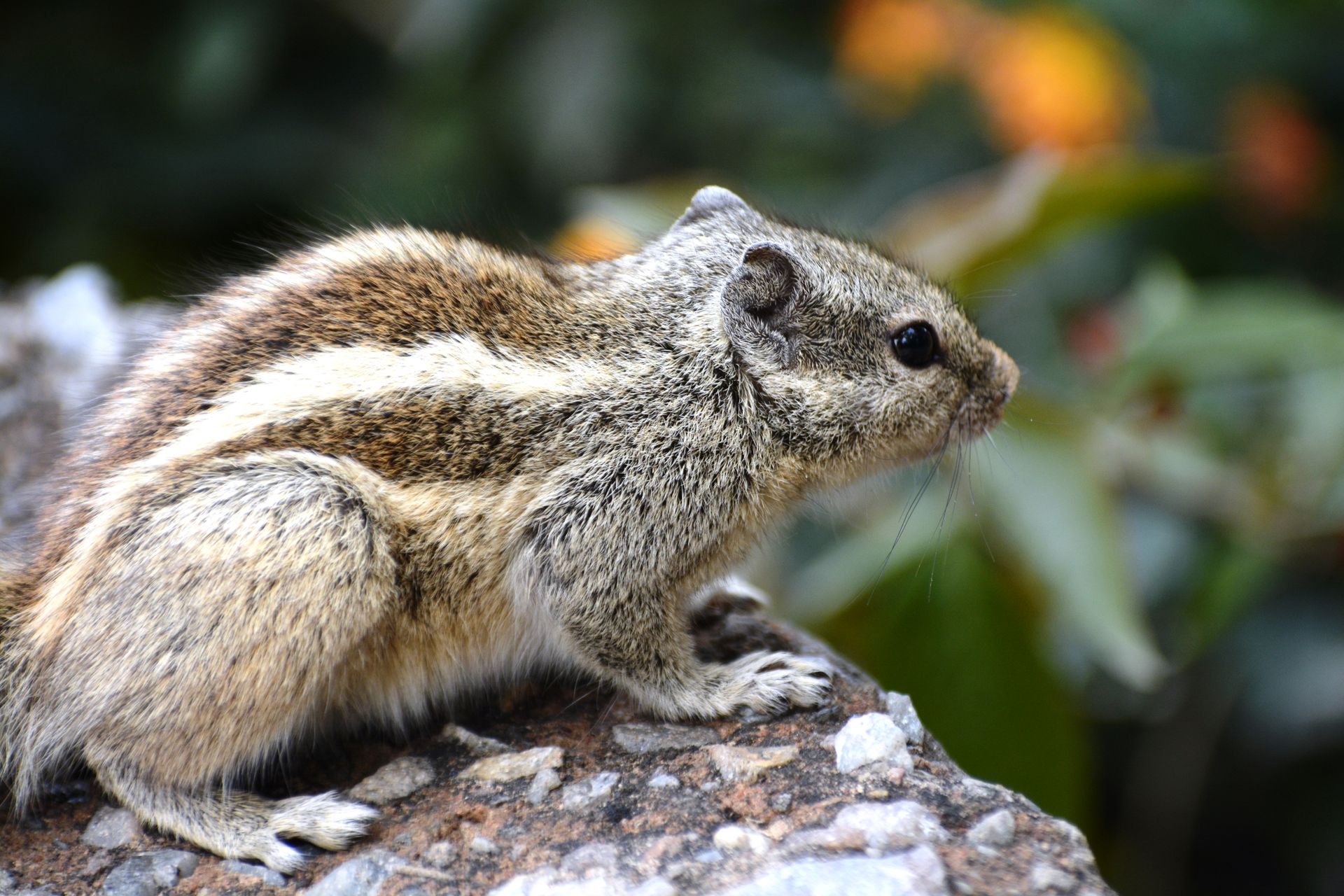 A detailed close-up of an Indian palm squirrel sitting on a rock with a blurred natural background.