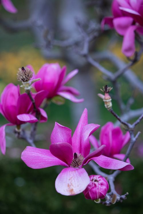 Free Close-up of vibrant pink magnolia flowers on a branch during springtime. Stock Photo