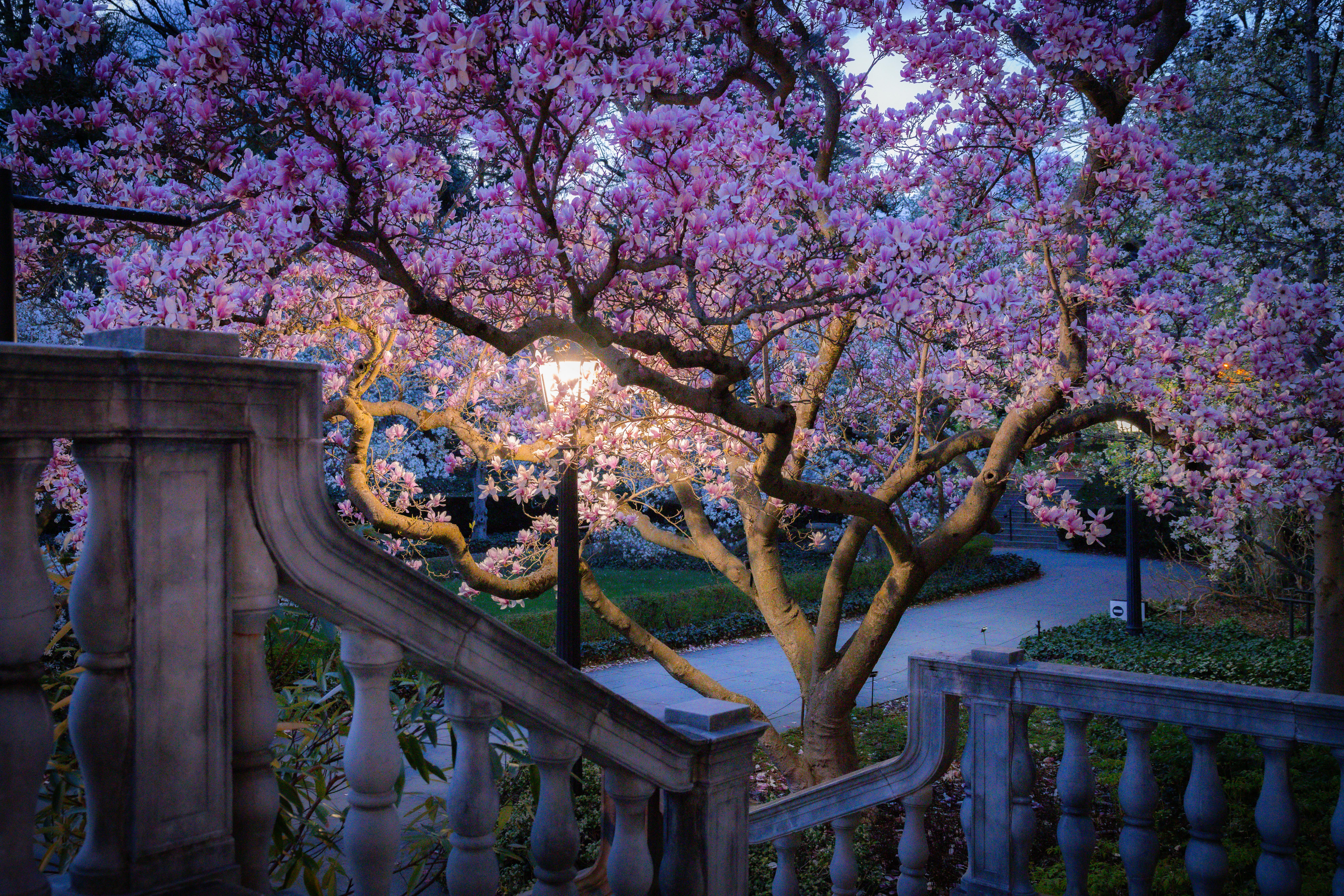A tranquil scene of cherry blossoms in full bloom during twilight, creating an enchanting spring atmosphere.