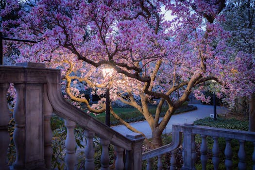 A tranquil scene of cherry blossoms in full bloom during twilight, creating an enchanting spring atmosphere.