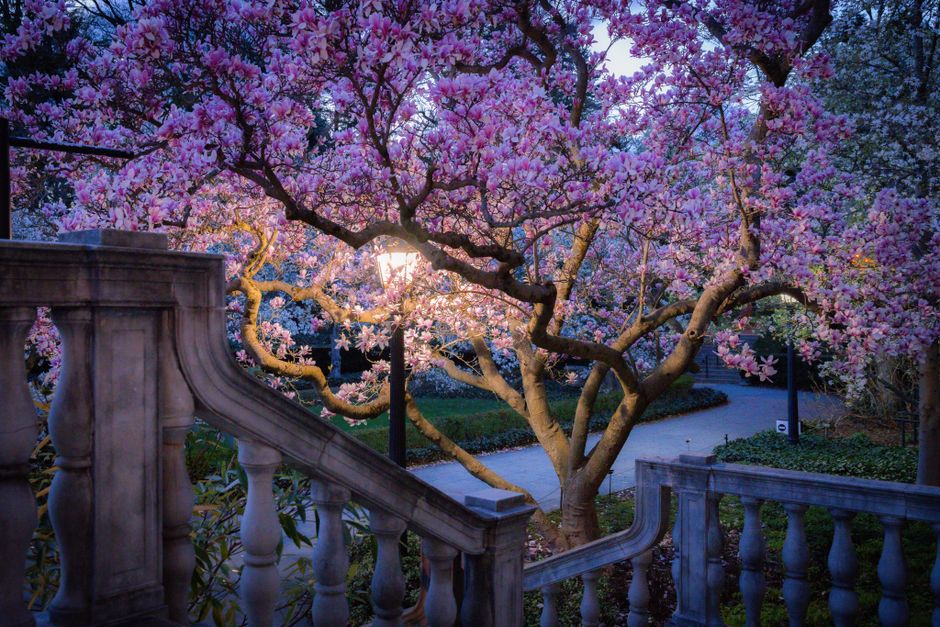 A tranquil scene of cherry blossoms in full bloom during twilight, creating an enchanting spring atmosphere.