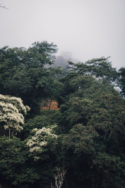 Free A serene misty forest landscape featuring dense green foliage and a tranquil atmosphere. Stock Photo