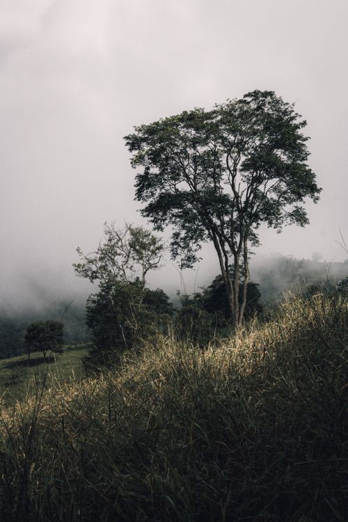 Free A foggy landscape featuring a single tree on a hillside, embodying tranquility and solitude. Stock Photo