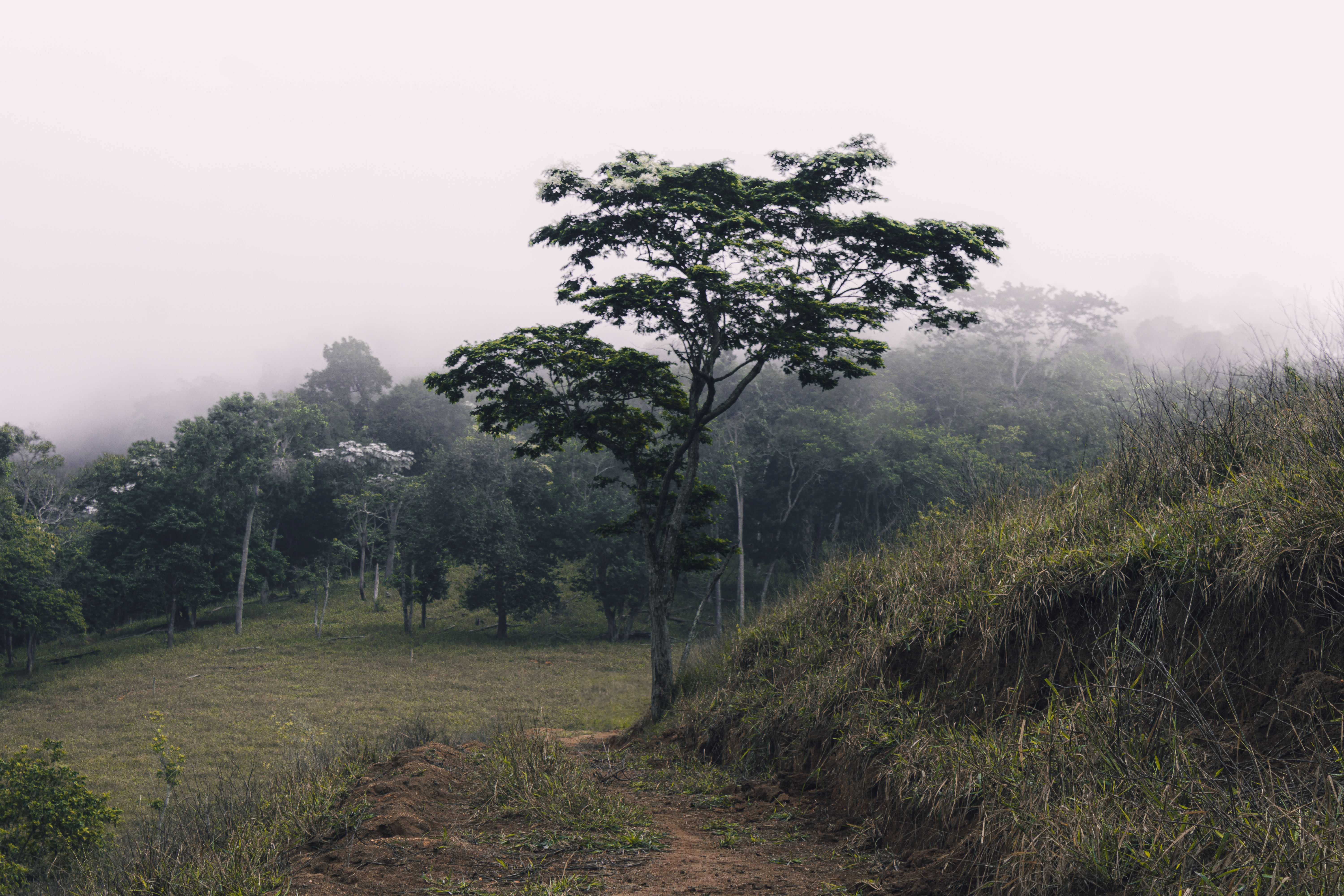 8 Day Plant-Based Wellness Retreat in Suriname, South America 1
