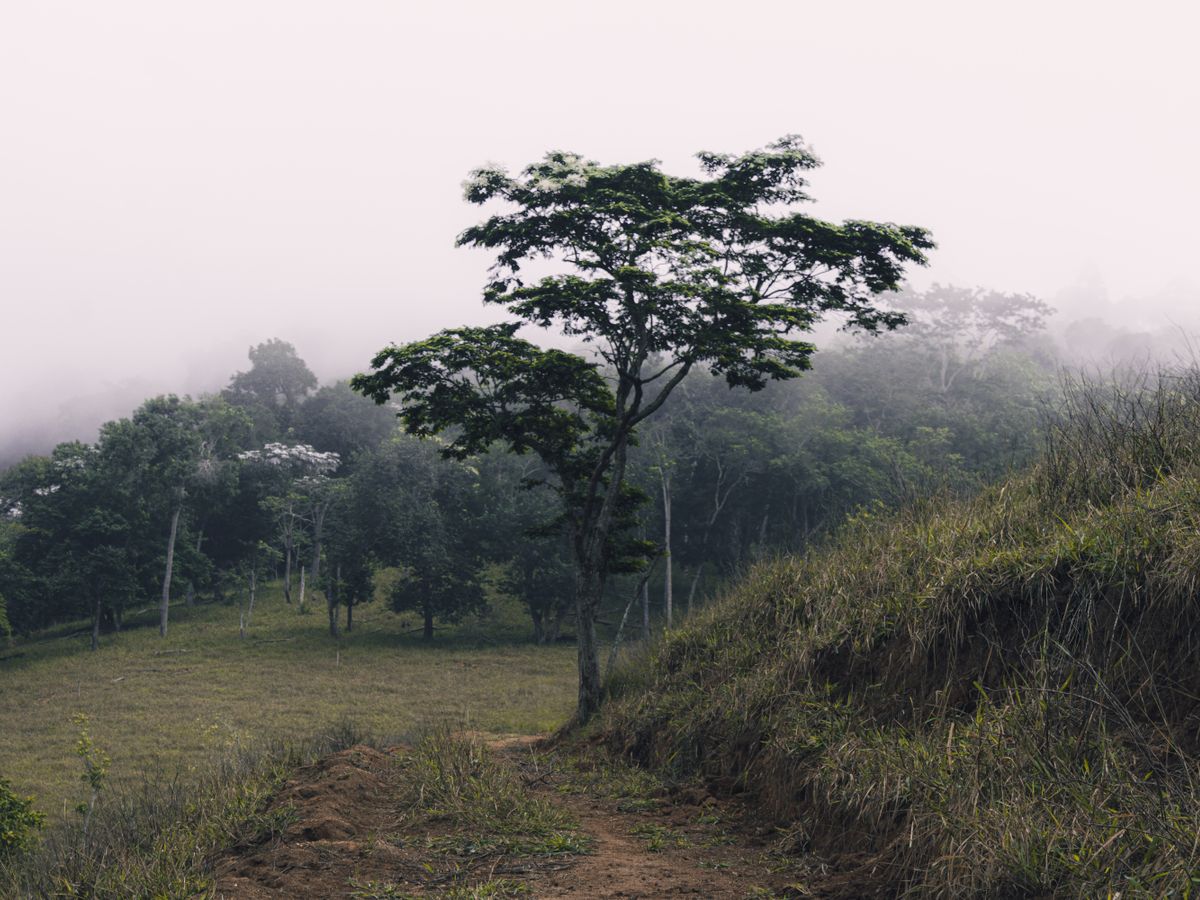 8 Day Plant-Based Wellness Retreat in Suriname, South America 1