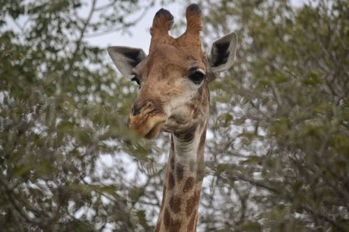 Free Close-up of a giraffe amidst foliage in South Africa. Nature at its best. Stock Photo