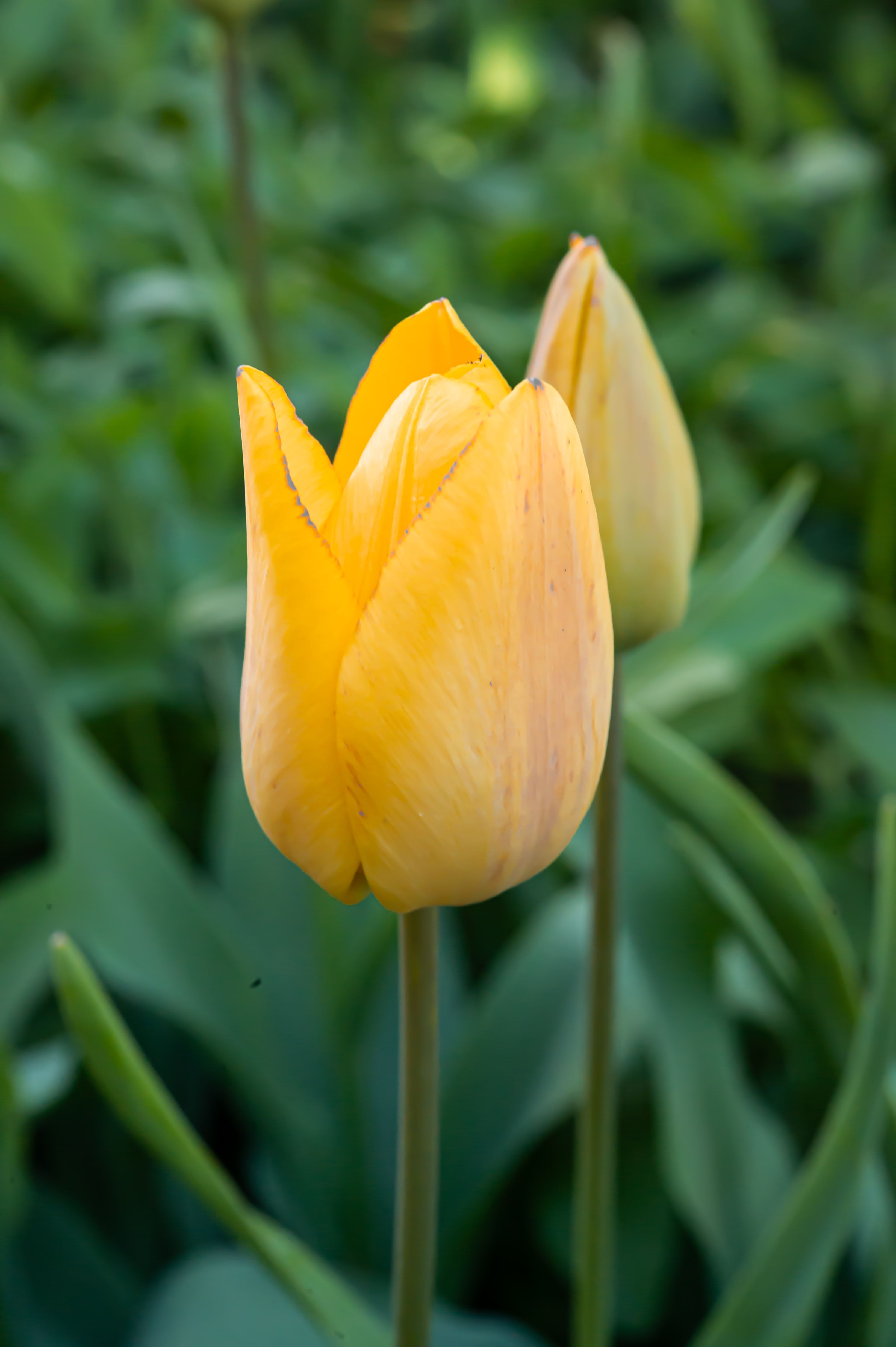 Vibrant Yellow Tulip Blossoming in Spring · Free Stock Photo
