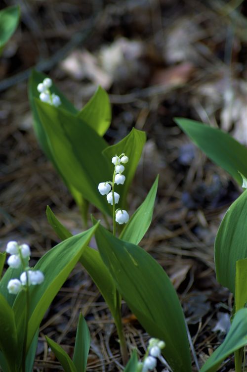 Free Close-up of lily of the valley flowers growing in a forest during spring. Stock Photo