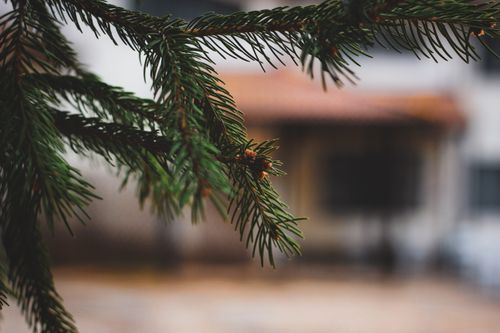 3.000+ Tannenzweig Bilder und Fotos · Kostenlos Downloaden · Pexels Stock-Fotos