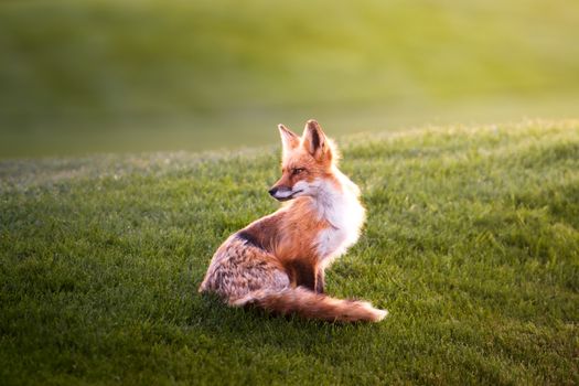 A peaceful red fox sits in a lush green meadow, showcasing natural beauty and wildlife serenity.
