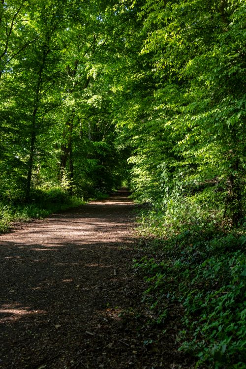 Free Peaceful wooded path surrounded by verdant trees, ideal for nature walks and relaxation. Stock Photo