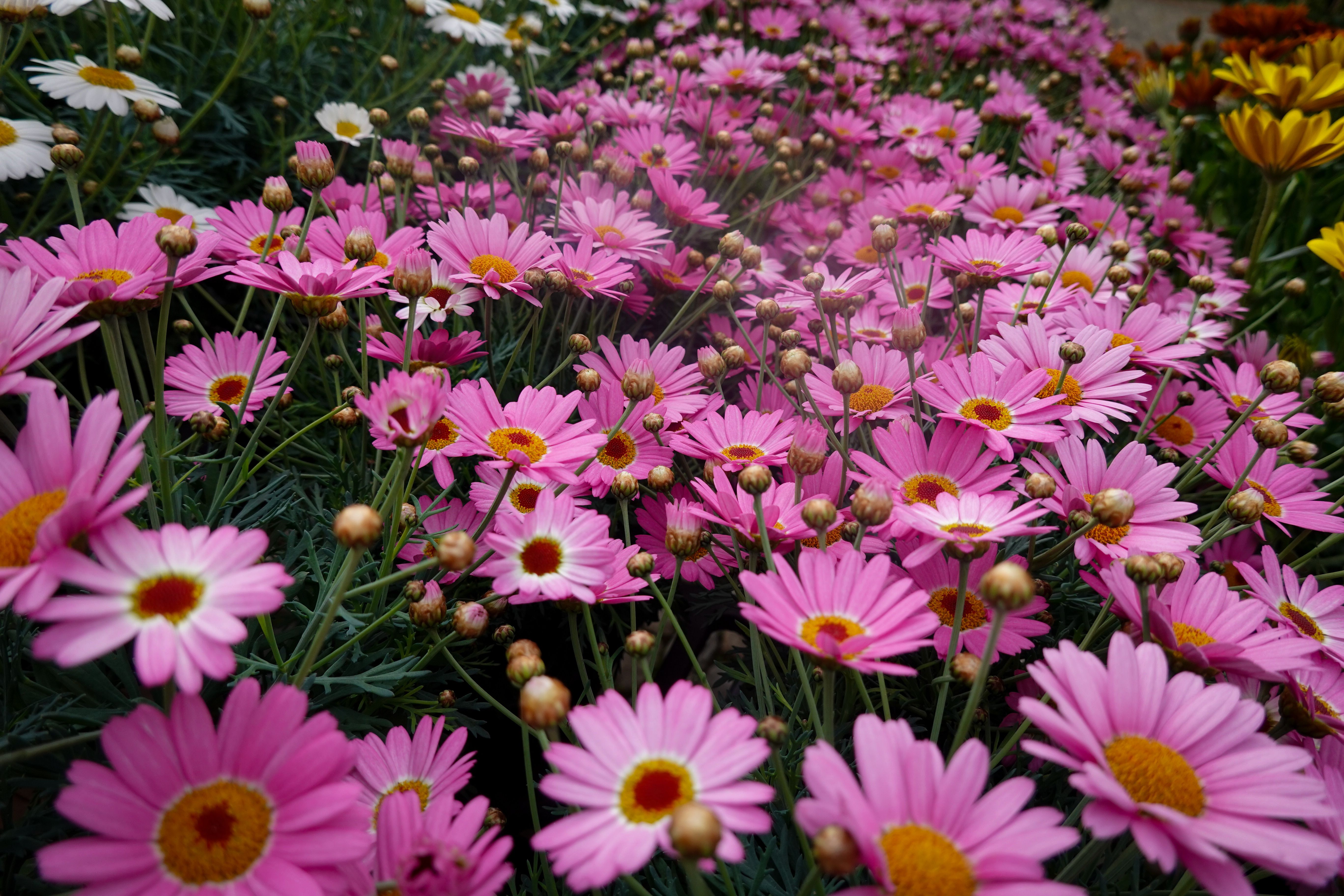 Vibrant Pink Daisies in Bloom Outdoors · Free Stock Photo