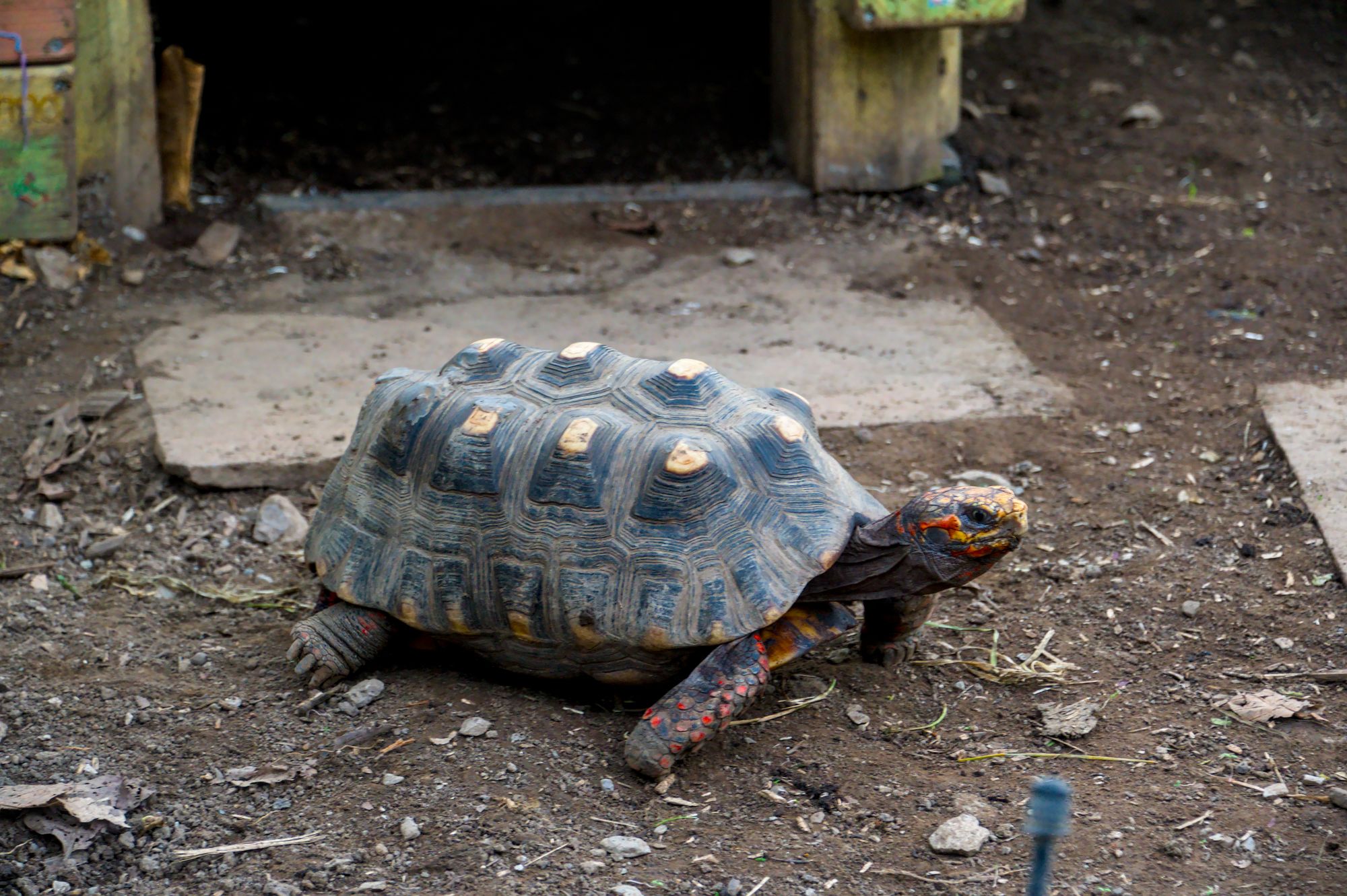Close-up of a red-footed tortoise walking on dirt near a shelter.