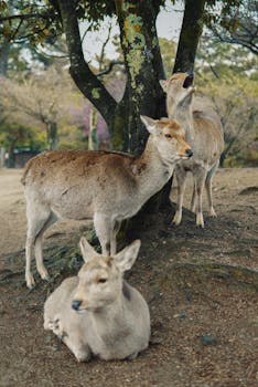 Deer relaxing under cherry blossom trees in a serene Kyoto park scene.