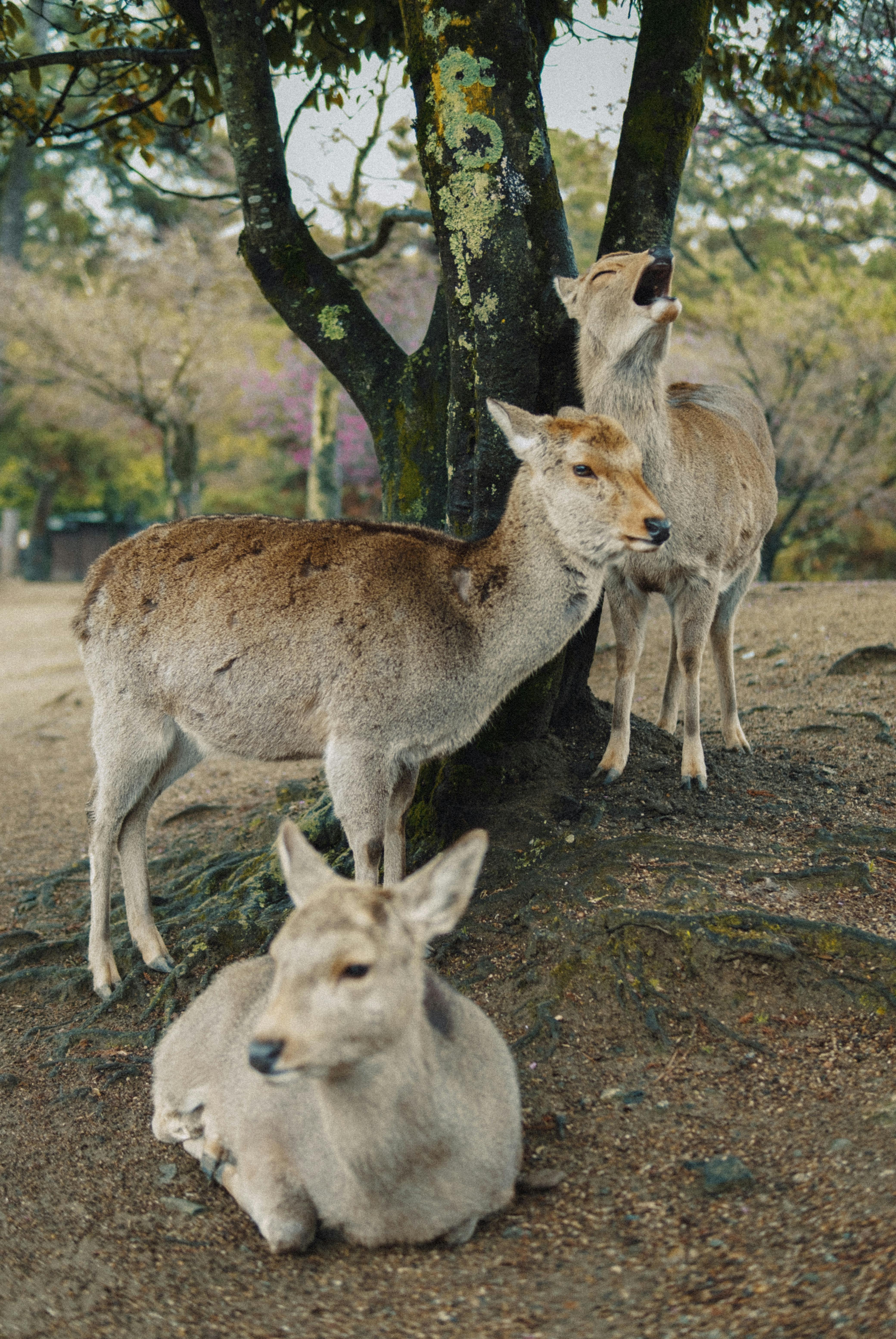 grátis Veados relaxando sob cerejeiras em flor em um tranquilo parque de Kyoto. Foto profissional