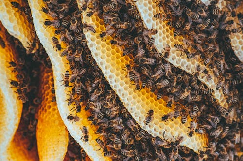 Ingyenes stockfotó makrófotózás, méhecske, méhek témában