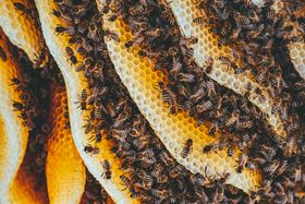Honeybees working across fresh comb — photo by Ion Ceban on Pexels