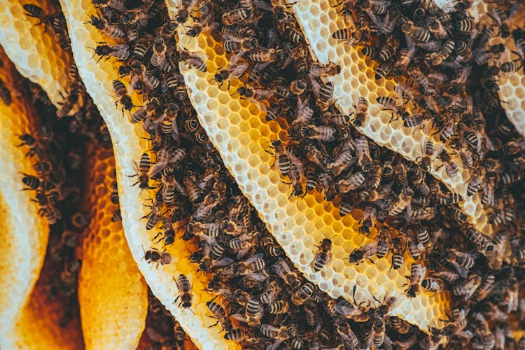 Yellow And Black Bees On Brown And Black Textile