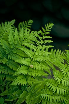 Lush green fern leaves in an outdoor garden setting with natural lighting.