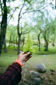 Hand with bracelet holds a vibrant green fern in a peaceful forest setting, capturing a natural and serene atmosphere.