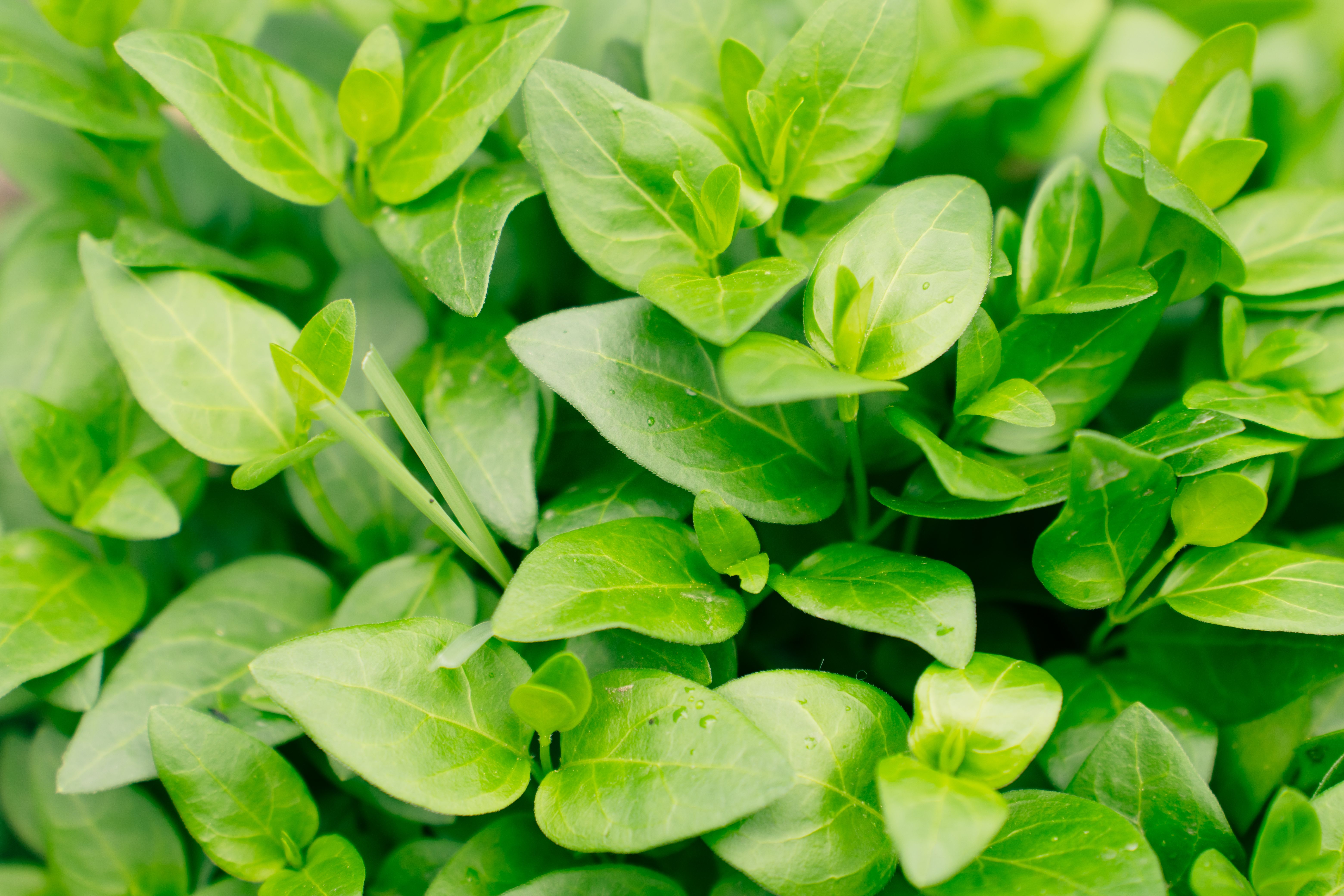 Oregano Plant Photos, Download The BEST Free Oregano Plant Stock Photos ...