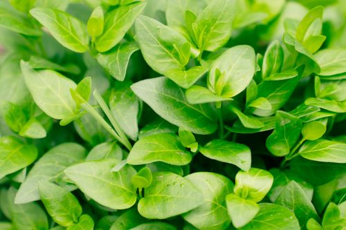 Free Vibrant close-up of fresh green oregano leaves, showcasing natural texture and color. Stock Photo