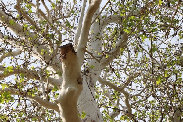 Sycamore tree with distinctive white peeling bark