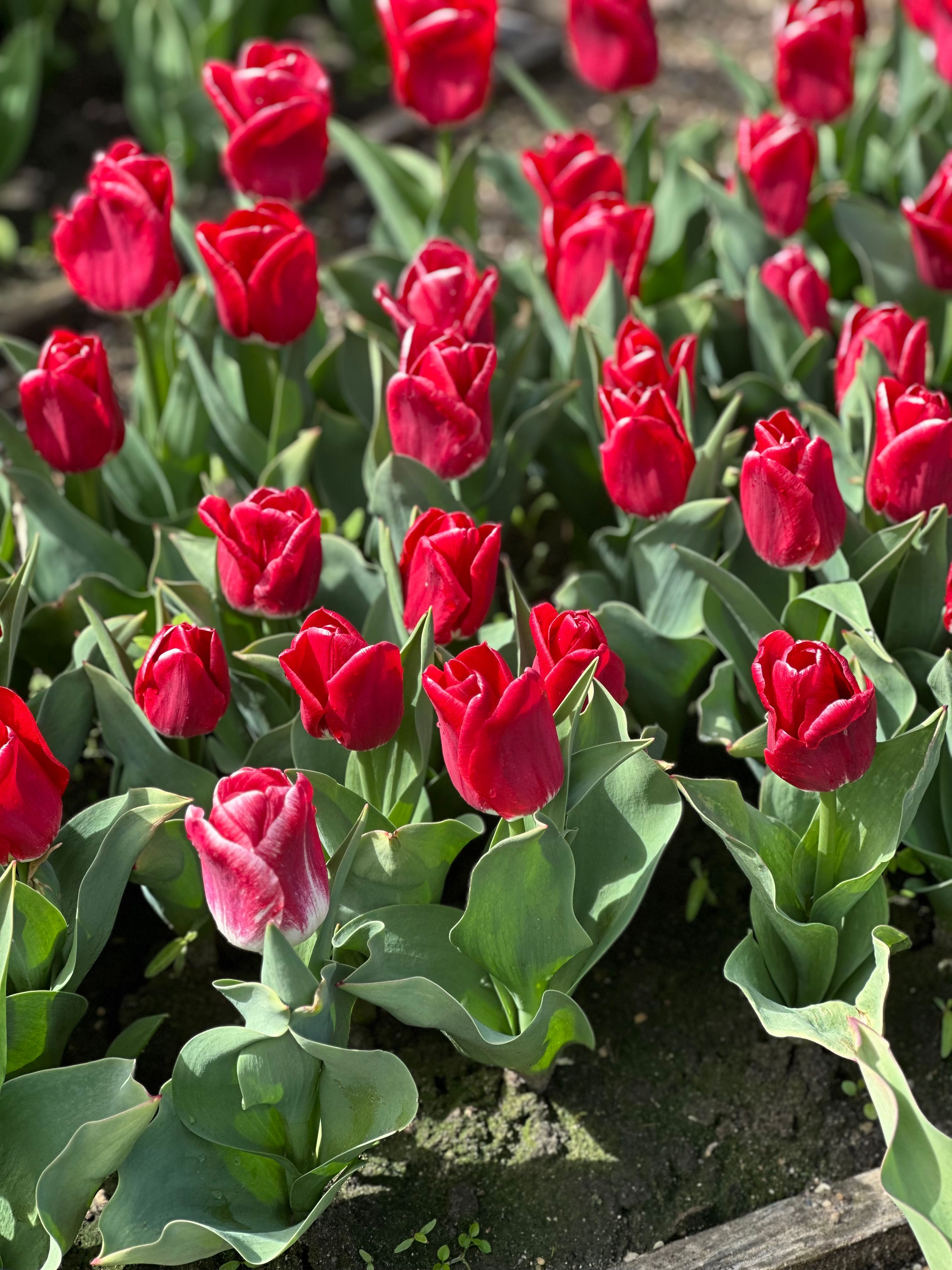 Vibrant Red Tulips in Spring Garden · Free Stock Photo