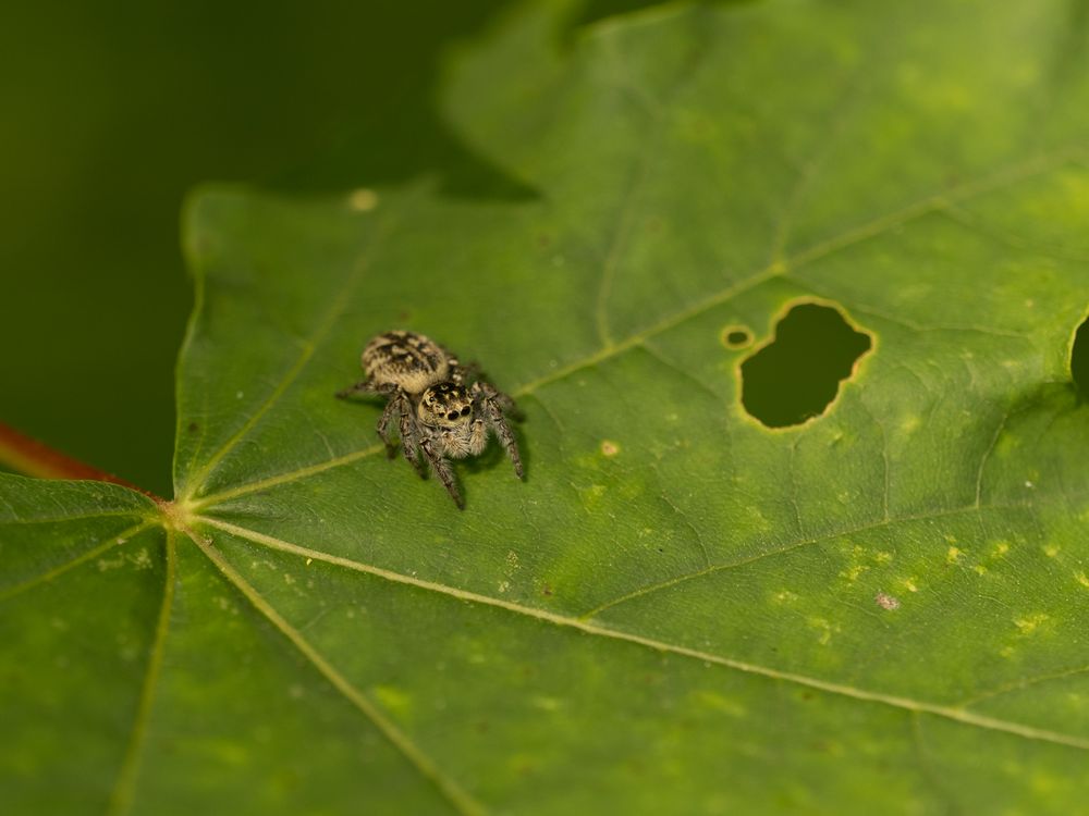 Close-up of a Jumping Spider on a Green Leaf · Free Stock Photo