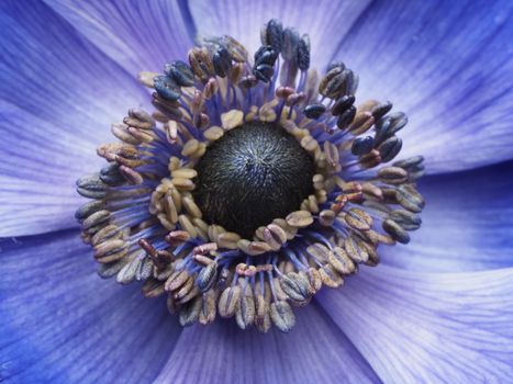 Close-up view of a vivid blue anemone flower with intricate details in macro photography.