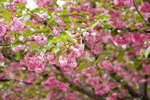Free Vibrant pink cherry blossoms in full bloom during spring in Wethersfield, Connecticut. Stock Photo