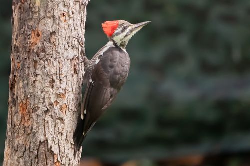 Free Pileated woodpecker perched on tree bark in Baldwin, Michigan, showcasing vibrant red crest. Stock Photo