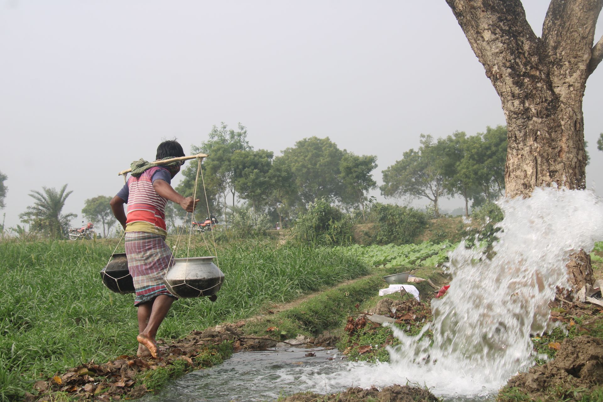 A farmer in Bangladesh carrying water to irrigate crops in a lush green field under a clear sky.