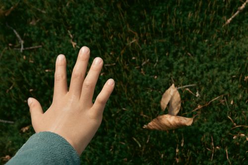 Free A child's hand reaching towards lush green moss with fallen leaves outdoors. Stock Photo