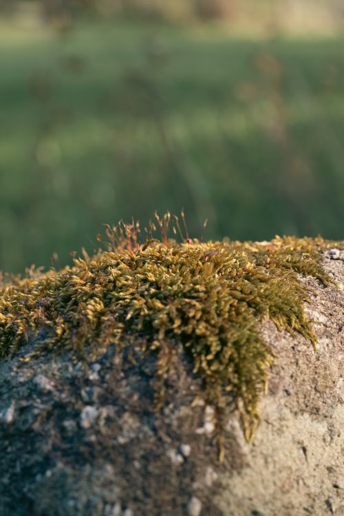 Free Close-up photograph of moss growing on a rock with blurred natural background. Stock Photo
