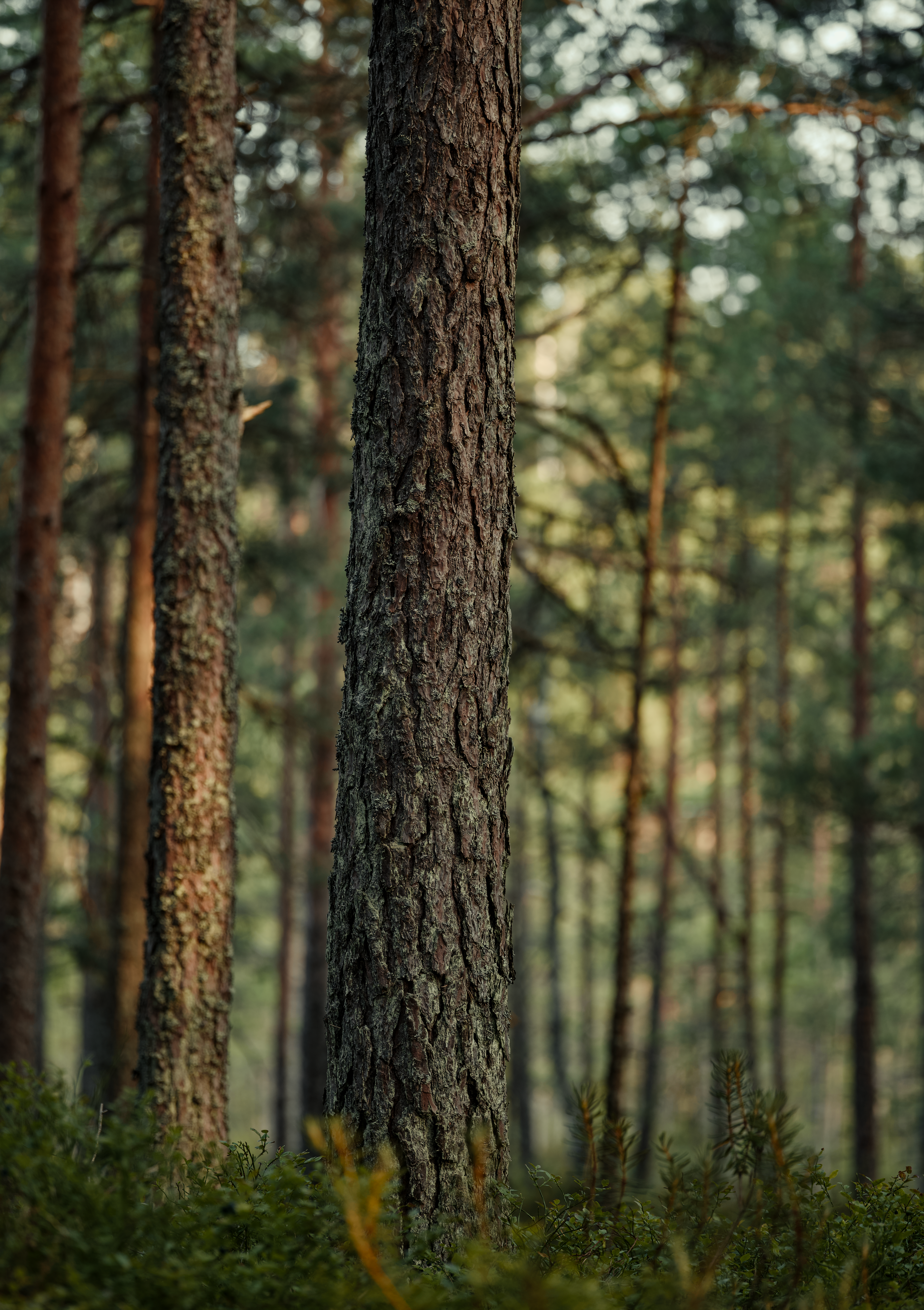 Serene Pine Forest with Tall Trees and Lush Foliage · Free Stock Photo